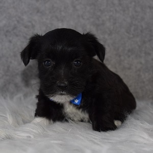 morkie puppy adoptions in NJ