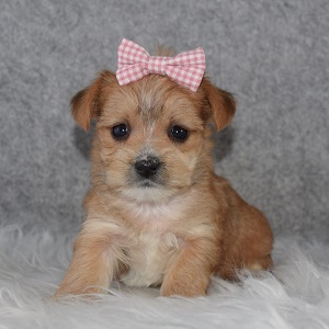 morkie puppy adoptions in MD