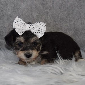 yorkichon puppies for sale in NJ
