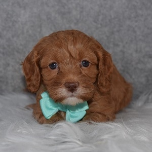Cavapoo puppies for sale in PA