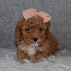 Cavapoo puppies for sale in CT