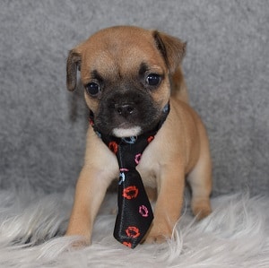 Pug mixed puppies for sale in PA
