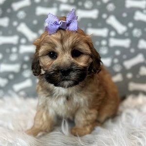 Shih Tzu mix puppies for sale in PA