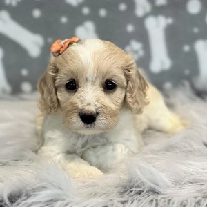 Cavachon puppies for sale in VA