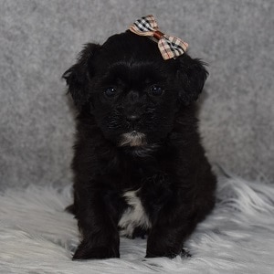 Shihpoo puppies for sale in OH