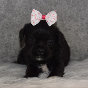 Schnoodle puppies for sale in NJ