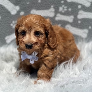 dachshund mixed puppies for sale in DE