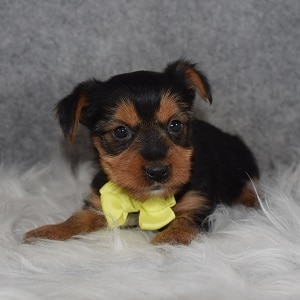 Yorkie puppies for sale in CT