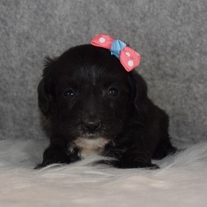 Schnoodle puppies for sale in CT