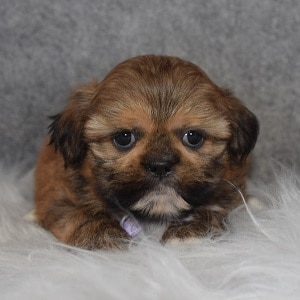 Shih Tzu Puppy Adoptions in VA