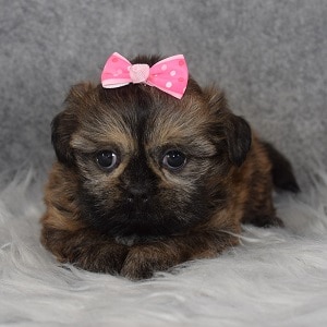 Shih Tzu puppies for sale in OH