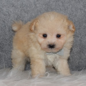 pomapoo puppies for sale in PA