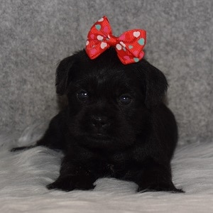 Schnoodle puppies for sale in VA