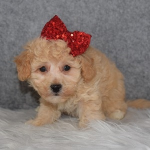 Bichonpoo puppies for sale in MD