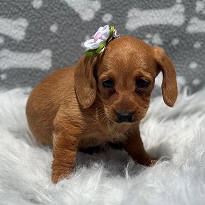 dachshund mixed puppies for sale in NY