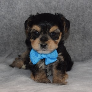 Morkie puppies for sale in MD