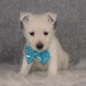 Westie Puppies for sale in DC