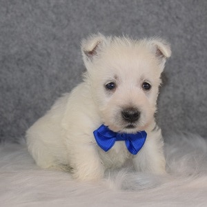Westie Puppies for sale in MA