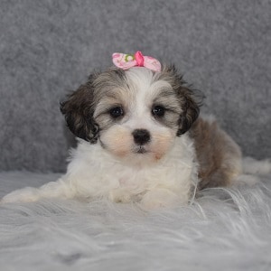 Mal-shi puppies for sale in CT