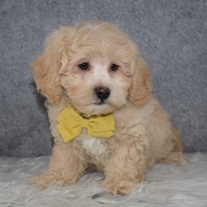 Bichonpoo puppy for sale