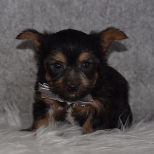 Yorkie puppy adoptions in NY