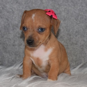 Chihuahua mixed puppies for Sale
