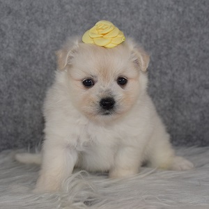 Maltese mix puppies for sale in RI