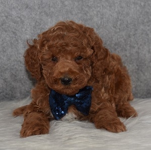 Poodle puppies for sale in RI