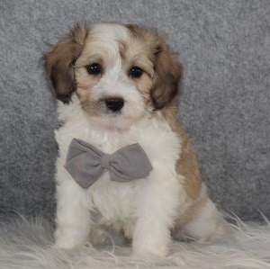 Havapoo puppies for sale in PA