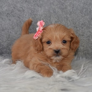 Shihpoo puppies for sale in NY