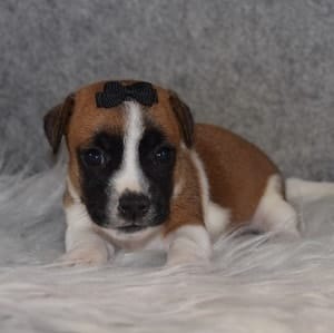 jug puppies for sale in RI