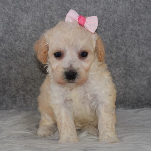 Bichonpoo puppies for sale in MA