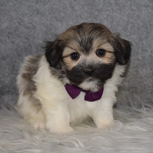 Pomeranian mix puppies for sale in VA