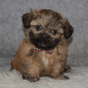 Shih Tzu Puppy for sale