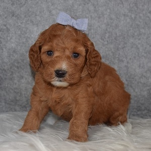 Cockapoo puppies for Sale in MD