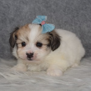 Pomeranian mix puppies for sale in VA