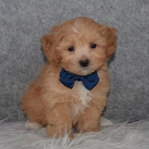 Maltipoo puppies for sale in NJ