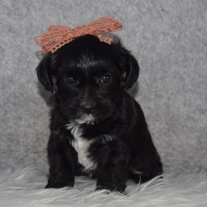 morkie puppy adoptions in VA