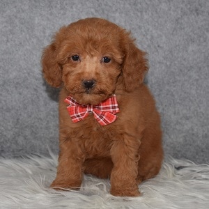Poodle puppies for sale in VA