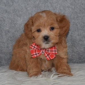 Shih Tzu mix puppies for sale in VT