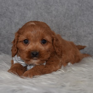 cocker puppies for sale in MD