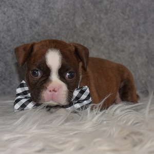boston mixed puppies for sale in MD