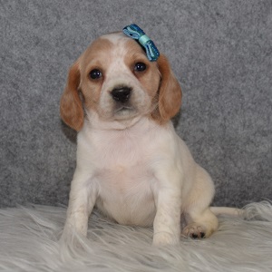 beagle mix puppies for sale in NY