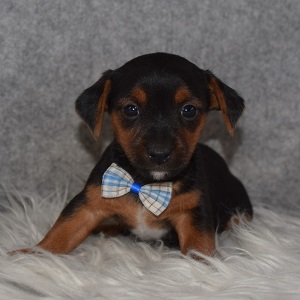 yorkie mixed puppies for sale in OH