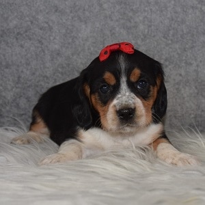 Beagle mix puppies for Sale
