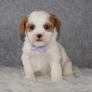 cavalier mixed puppies for sale in NY
