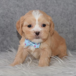 cavalier mixed puppies for sale in NJ