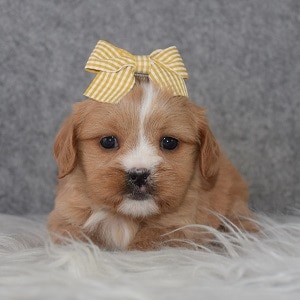 cavalier mixed puppies for sale in CT