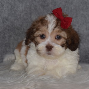 Shichon puppies for sale in NY