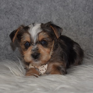 Yorkishire terrier puppies for sale in NY